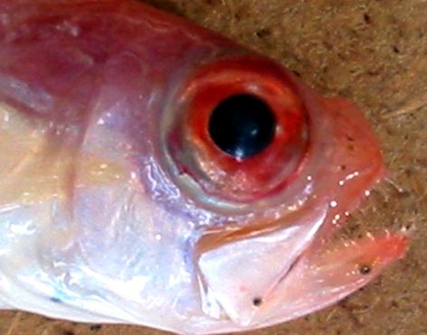 Cepola macrophthalma_03